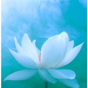 A white flower with blue background