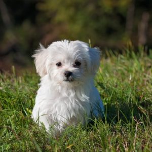 A small white dog sitting in the grass.