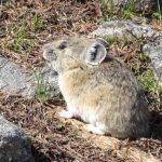 A small animal sitting on top of some grass.