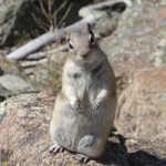 A squirrel sitting on top of a rock.