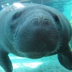 A manatee is swimming in the water.