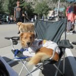 A dog laying in an outdoor chair on the street.