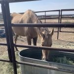 A horse is eating hay out of the trough.
