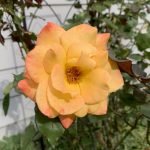 A yellow rose with pink edges in front of a white wall.