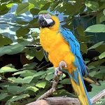A blue and yellow parrot sitting on top of a tree branch.