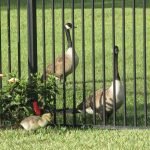 Two geese are standing in the grass behind a fence.