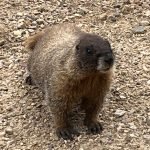 A marmot is standing on the ground looking at the camera.