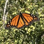 A monarch butterfly is sitting on the flowers.