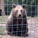 A bear sitting in the dirt behind a fence.