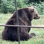 A bear sitting in the grass behind bars.